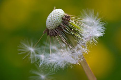 Blooming dandelion