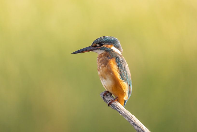 IJsvogel, Alcedo atthis van Gert Hilbink