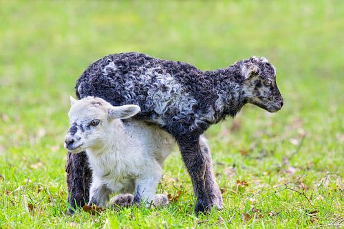 Twee pasgeboren lammetjes spelen samen in groene wei