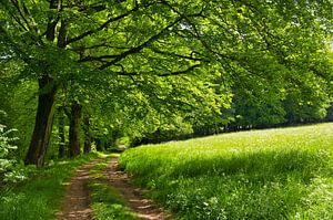 Waldweg in Thüringen