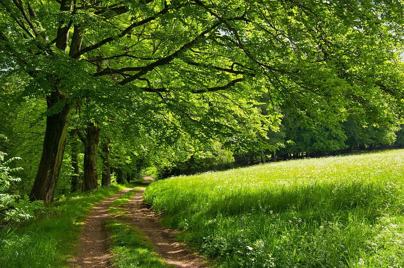 Waldweg in Thüringen von Tanja Voigt
