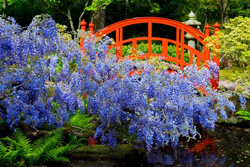 Pont japonais avec glycines par Ton van Buuren