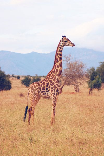 Giraf in Afrikaans landschap von Cinthia Mulders