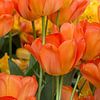 Orange Tulips by Johanna Blankenstein