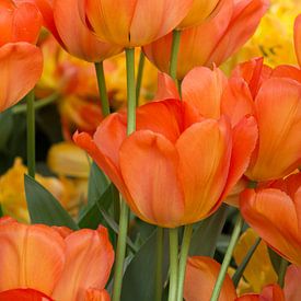 Tulipes orange sur Johanna Blankenstein