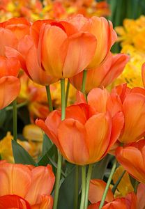 Tulipes orange sur Johanna Blankenstein