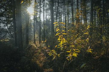 forêt sur Monique de Koning