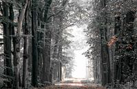 Winter in het bos van Jos Erkamp thumbnail