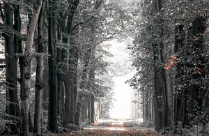 Winter in het bos sur Jos Erkamp