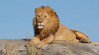 Mannetjes leeuw op rots in Tanzania Afrika van Robin Jongerden thumbnail
