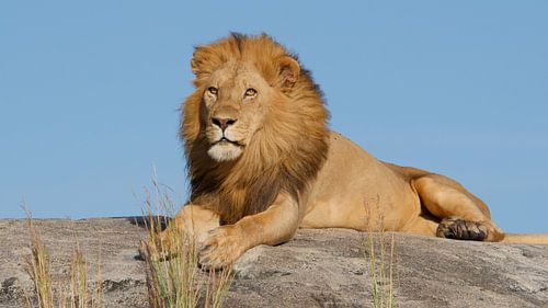 Mannetjes leeuw op rots in Tanzania Afrika