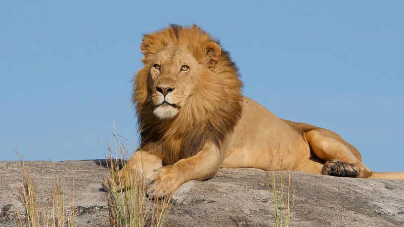 Mannetjes leeuw op rots in Tanzania Afrika van Robin Jongerden