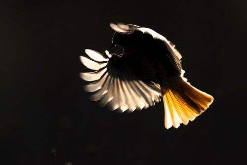 Black Redstart, Phoenicurus ochruros gibraltariensis by AGAMI Photo Agency