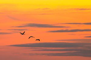 Kranichvögel, die während der Herbstwanderung in den Sonnenuntergang fliegen