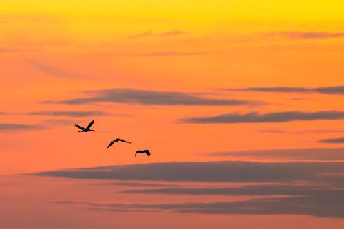 Kranichvögel, die während der Herbstwanderung in den Sonnenuntergang fliegen von Sjoerd van der Wal Fotografie