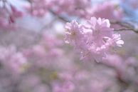 Cherry blossom in the soft morning light by Mickéle Godderis thumbnail