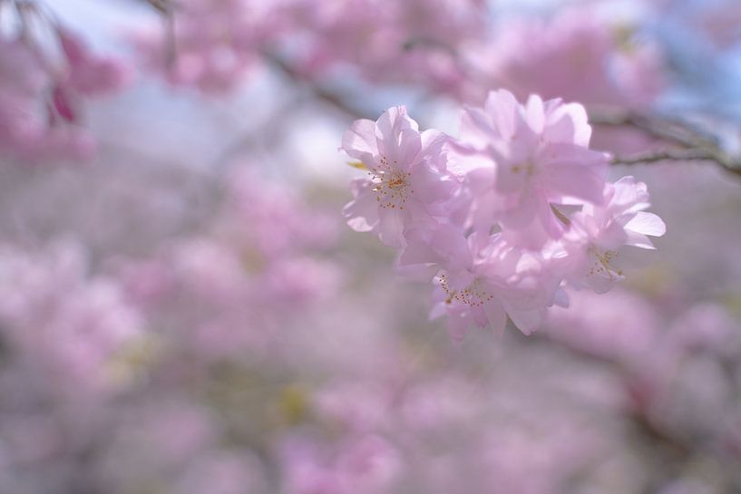 Cherry blossom in the soft morning light by Mickéle Godderis