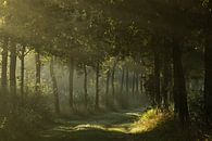 Het Goor in de nazomer van Hans Monasso thumbnail