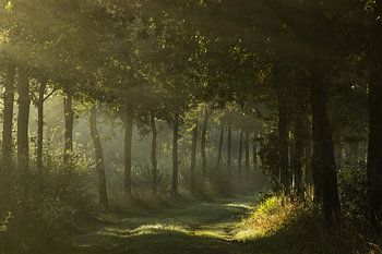 Het Goor in de nazomer