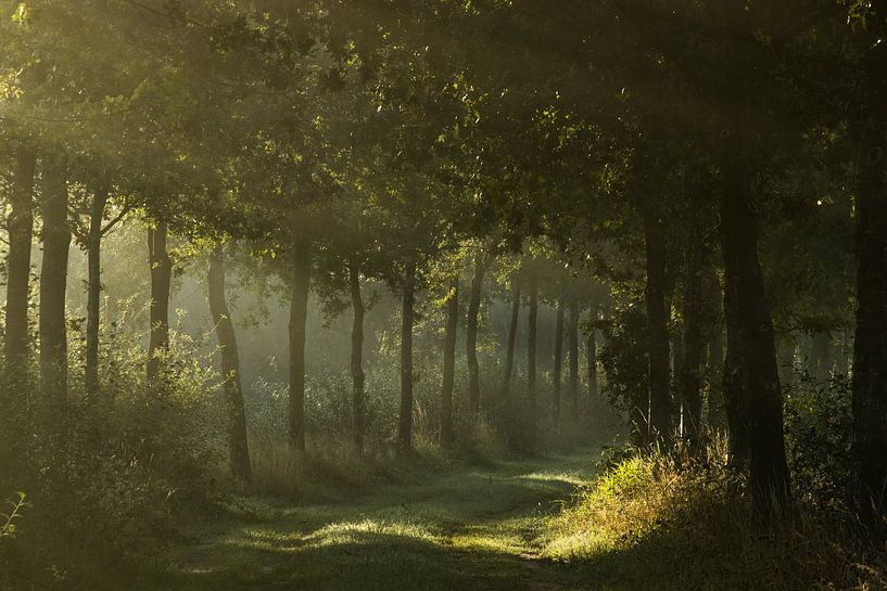 Het Goor in de nazomer van Hans Monasso