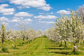 Obstbäume in voller Blüte von Marcel Derweduwen