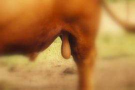 Nutur by KLaas Hartz