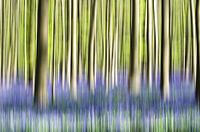 Bomen in beweging