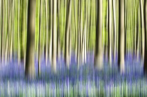 Bomen in beweging van Lucia Kerstens