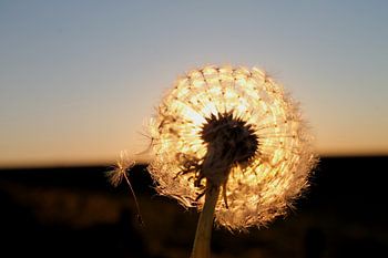 Zonsondergang gevangen in een paardenbloem