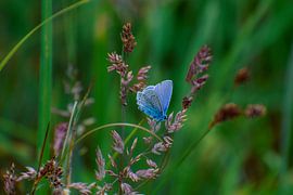 An Icarus blue butterfly amongst the grass in the Weerribben