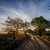 Ermelose heide in de ochtend van Eddy Westdijk