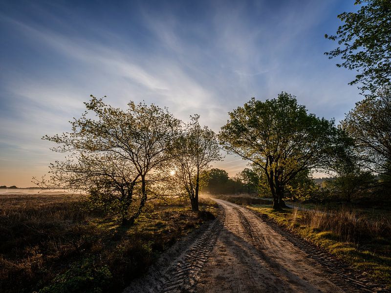 Ermelose heath in the morning by Eddy Westdijk