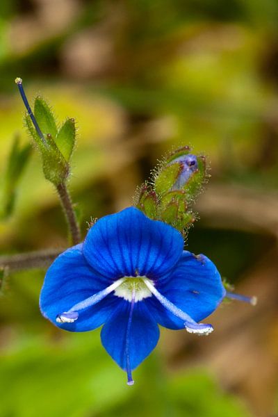 Kleine blauwe bloem van Pieter van Roijen