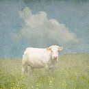 Franse koe in de weide van Patrick Reinquin thumbnail