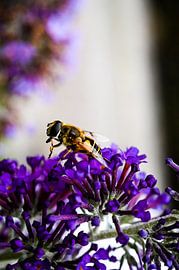 Se frotter les mains sur Larissa Krom