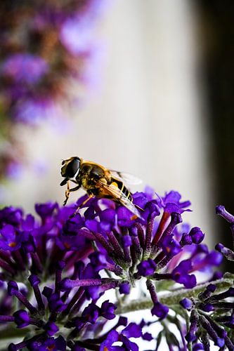 Reiben Sie Ihre Hände