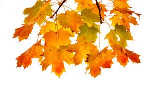 Gekleurde herfstbladeren van Corinne Welp