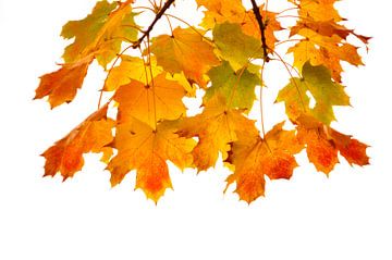 Feuilles d'automne colorées sur Corinne Welp