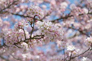 Lente is in de lucht | Japanse kersenbloesem