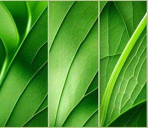 Set avec illustration de feuilles vertes sur Animaflora PicsStock