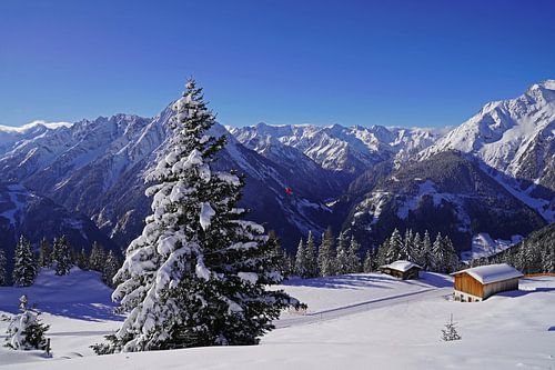 Conifeer voor een alpenpanorama op de achtergrond