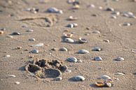 Pootafdruk strand van Marvin Van Haasen thumbnail