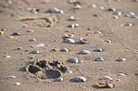 Pootafdruk strand