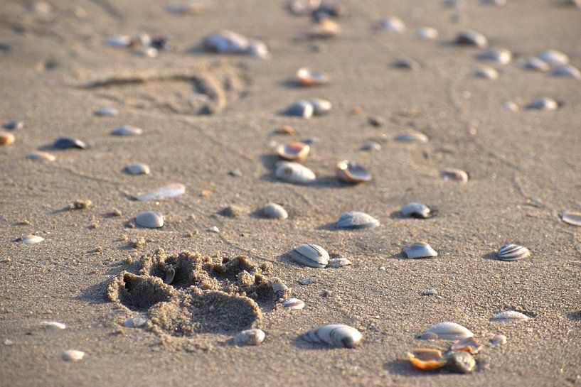 Pootafdruk strand van Marvin Van Haasen