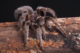 Chilean Rose Tarantula (Grammostola rosea)