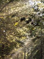 Morning sun in a forest