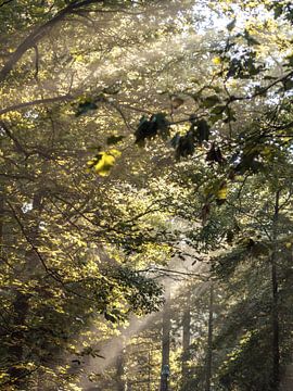 Ochtend zon in een bos van Lara Groenhof