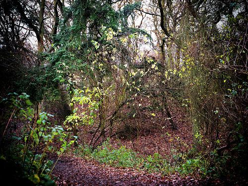Amstrdam water supply dunes - 2