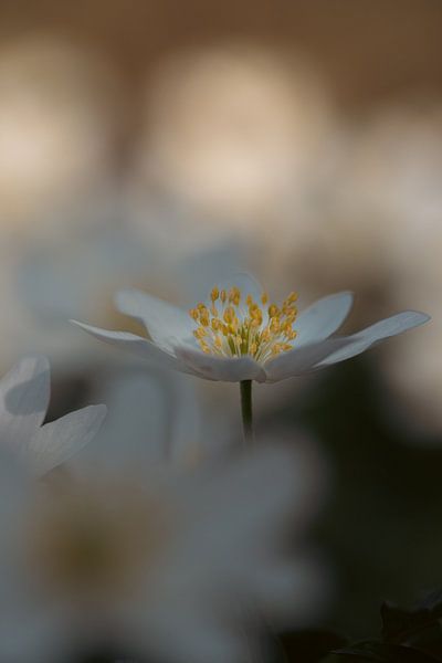 Awakening von Lillypix Art