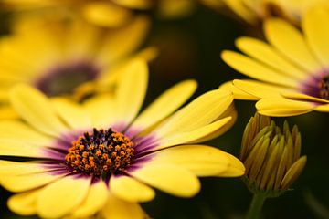 Gelbe Blume in Nahaufnahme von John Leeninga